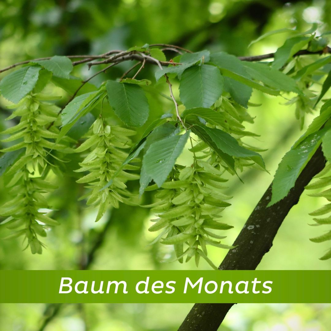 HopfenbucheBild.jpg