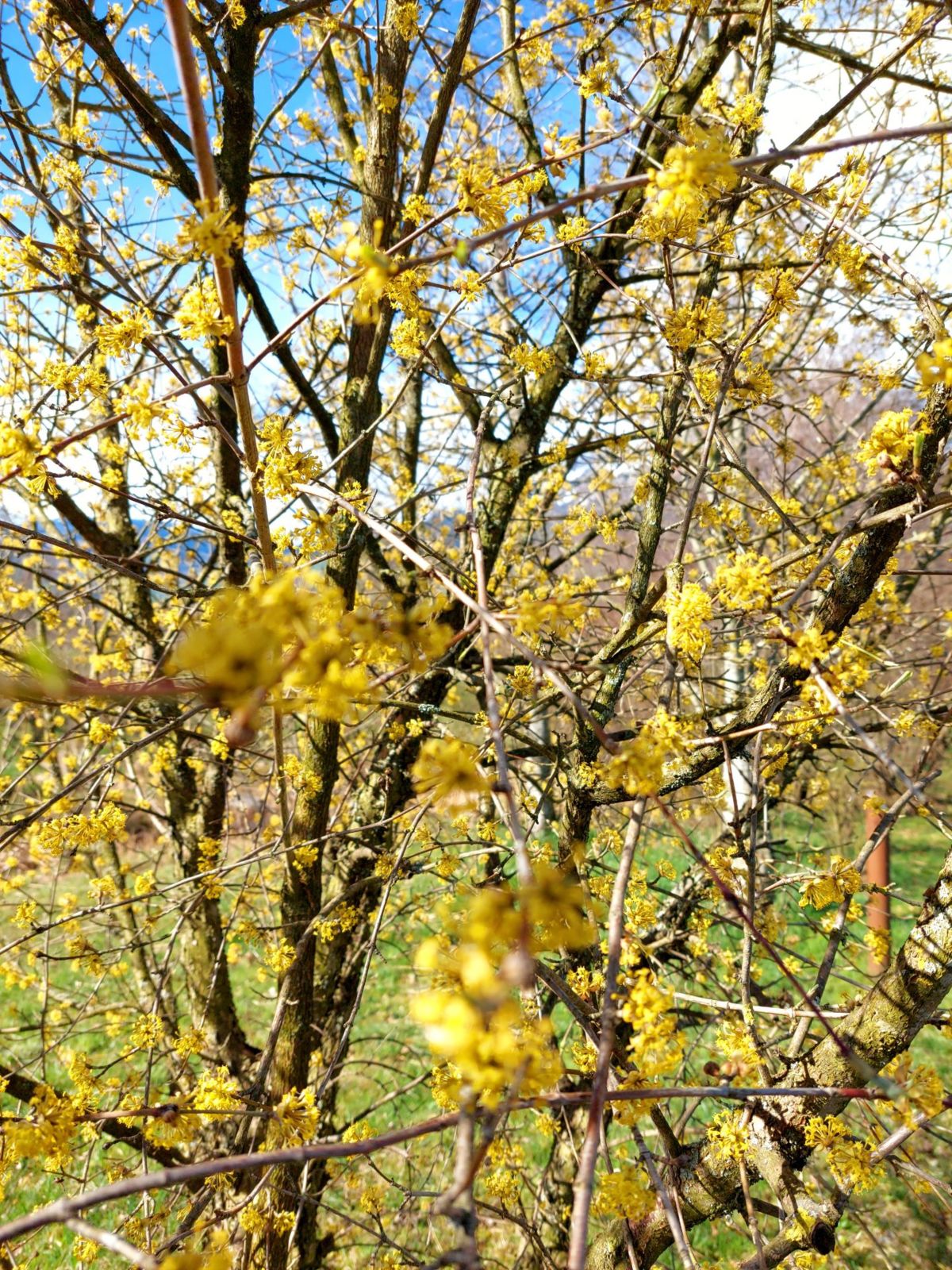 Cornus mas 1.jpg